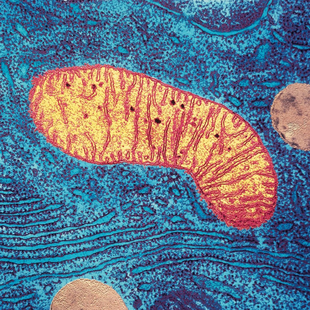 Major Arc mitochondria