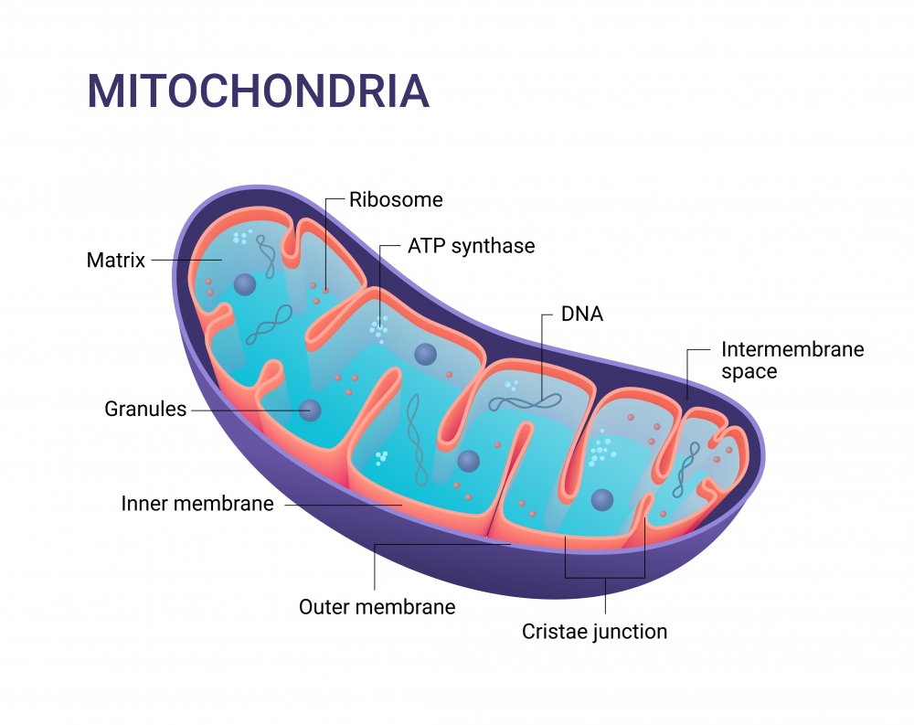 Митохондрион это биохимия