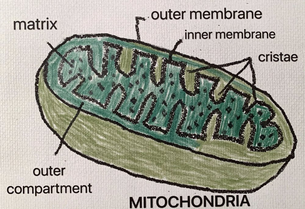 Митохондрия диаграмм