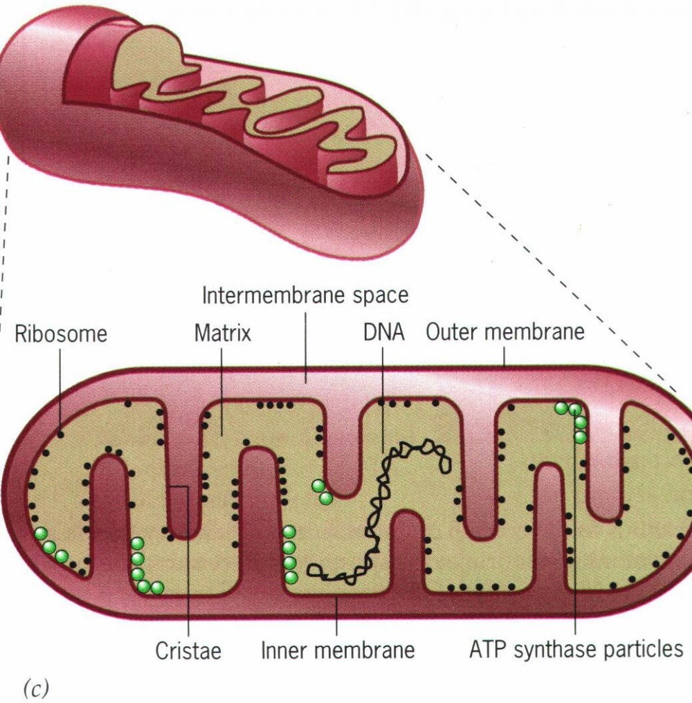 Mitochondrial Hereditary diseases