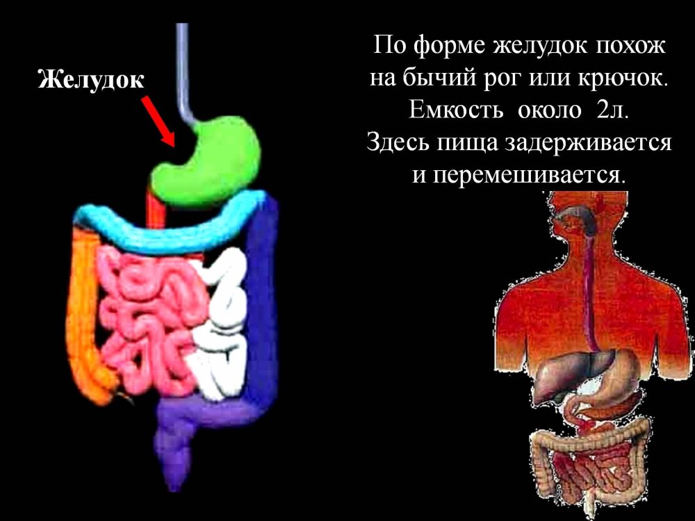 Пищеварительная система человека кишечник