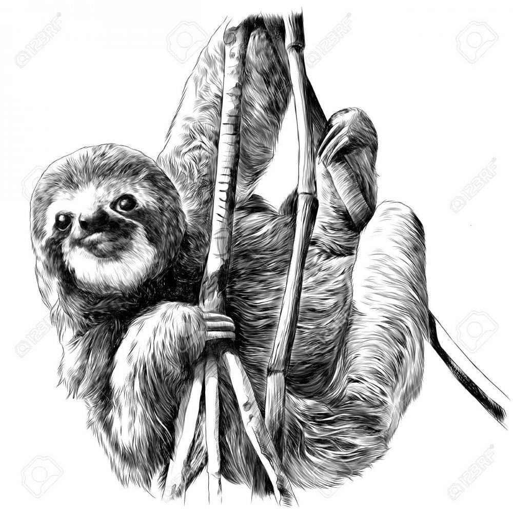 Sloth vector creativity