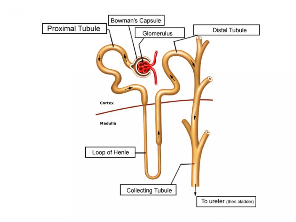 Строение нефрона почки физиология