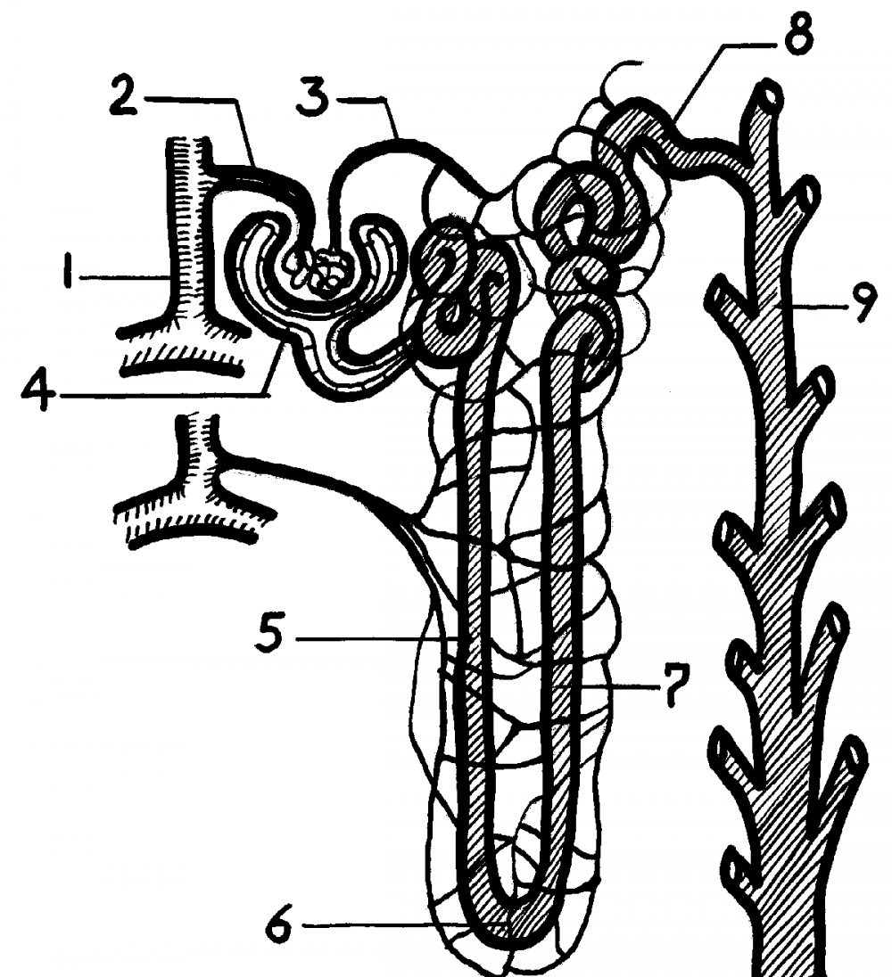Структуры нефрона анатомия