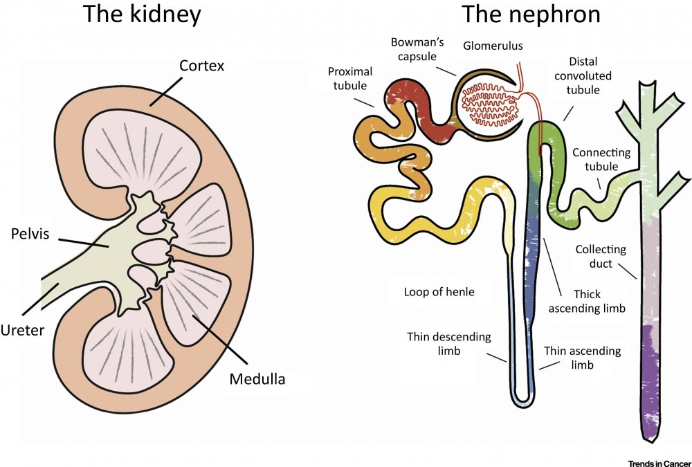 The structure of the renal glomerulus