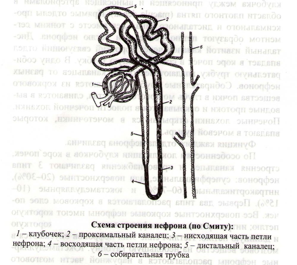 Схема нефрона почки