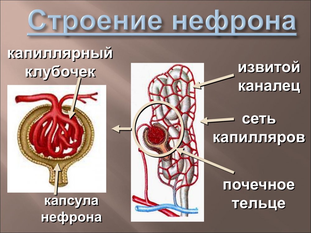 Renal tubules