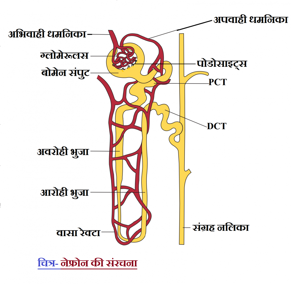 Labeled nephron