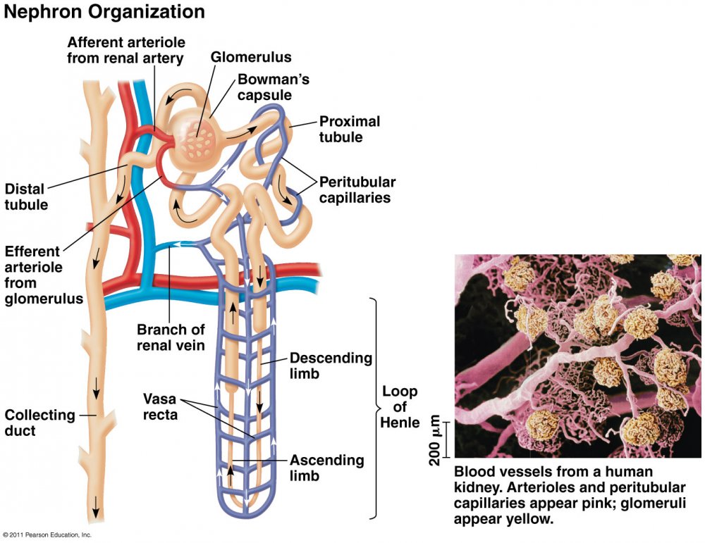 Строение нефрона и кровоснабжение почки