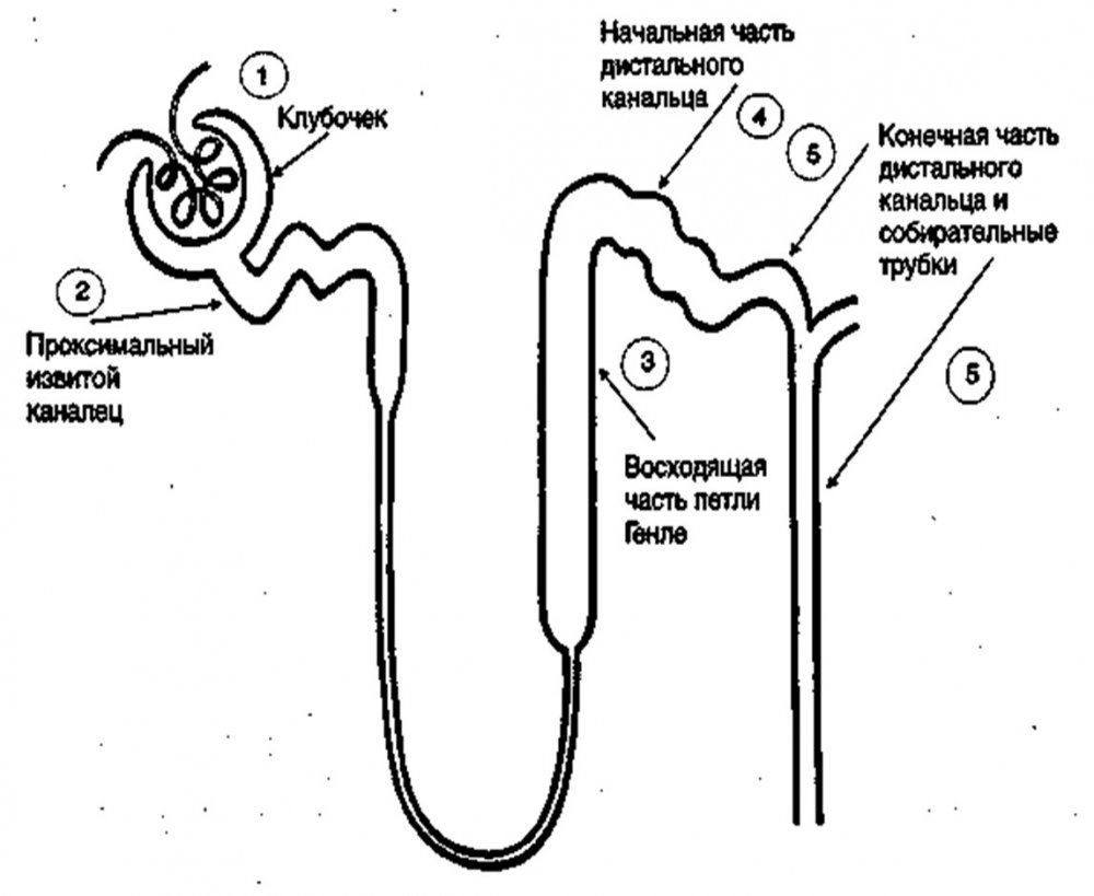 Схема строения нефрона физиология