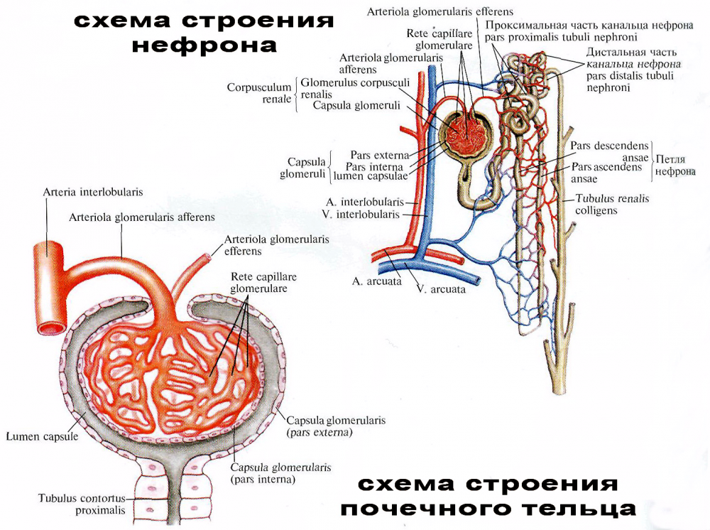 В структуру нефрона входят