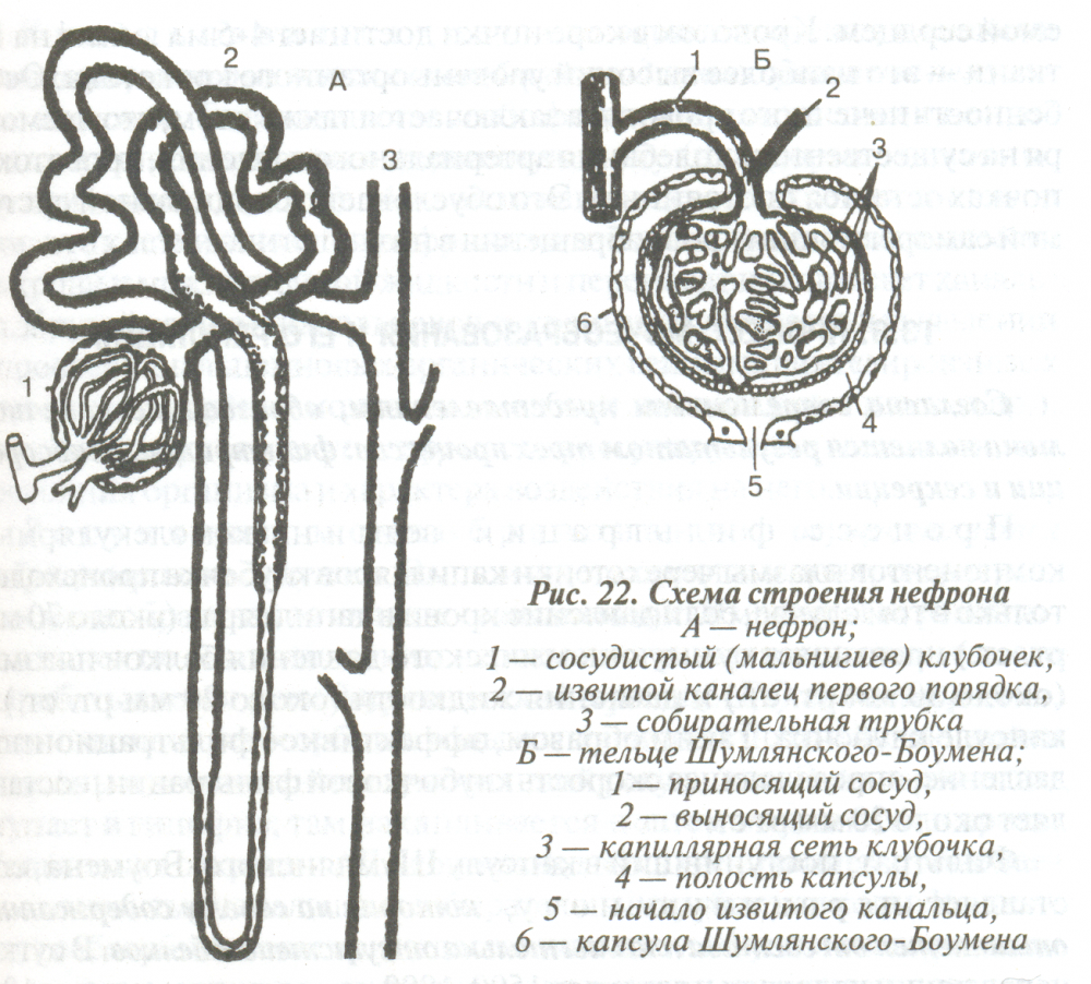 Схема строения нефрона