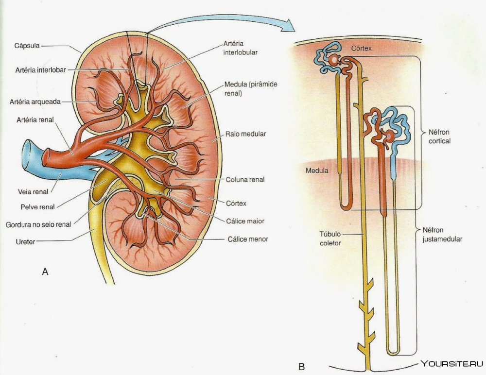 Схема строения почки человека
