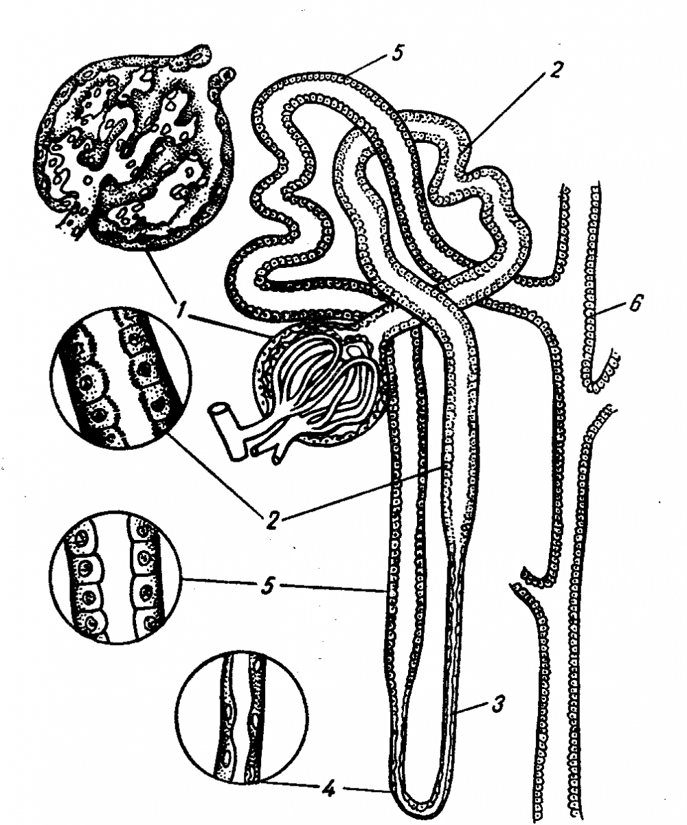 Строение нефрона почки физиология