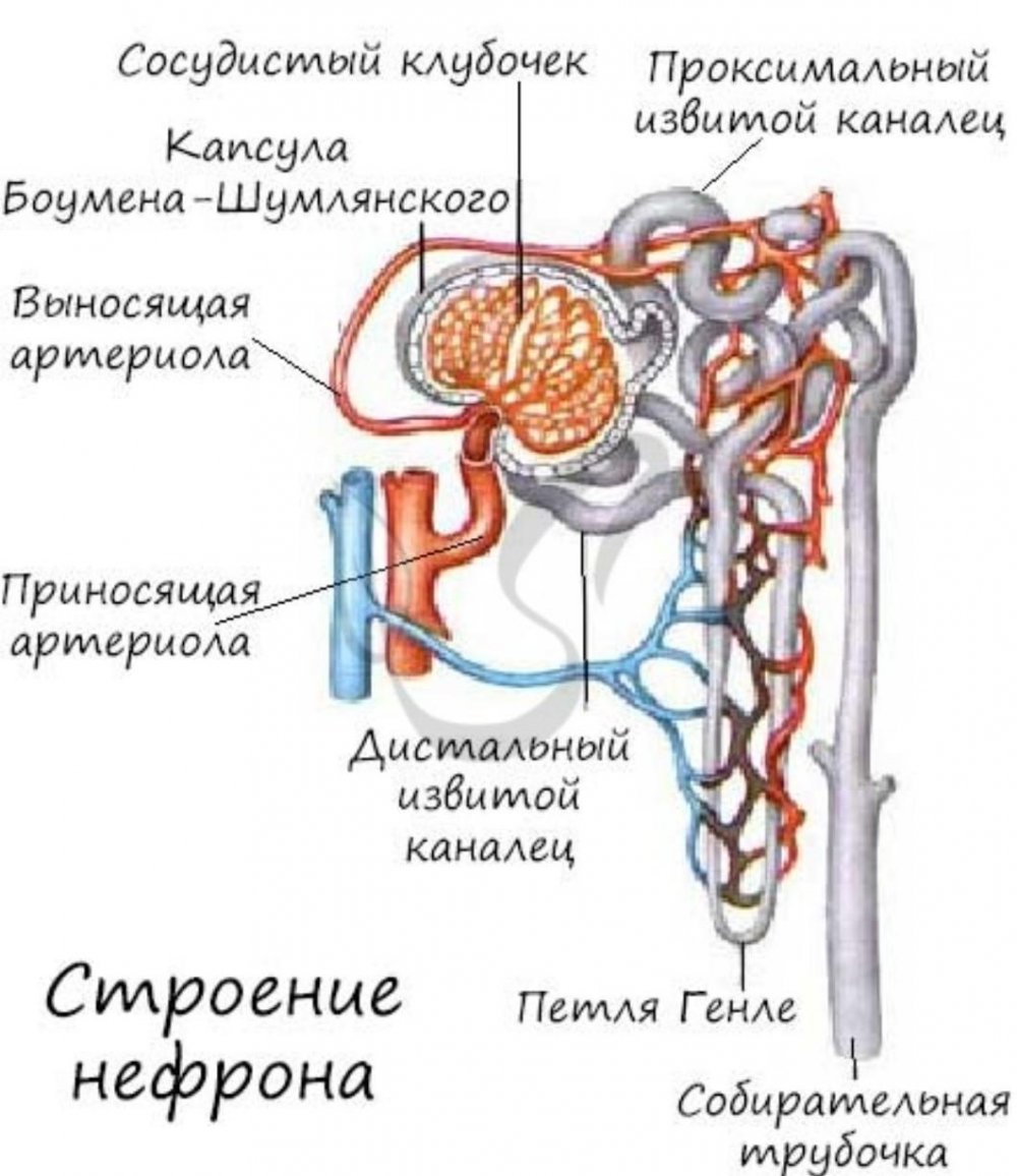 Строение нефрона почки человека