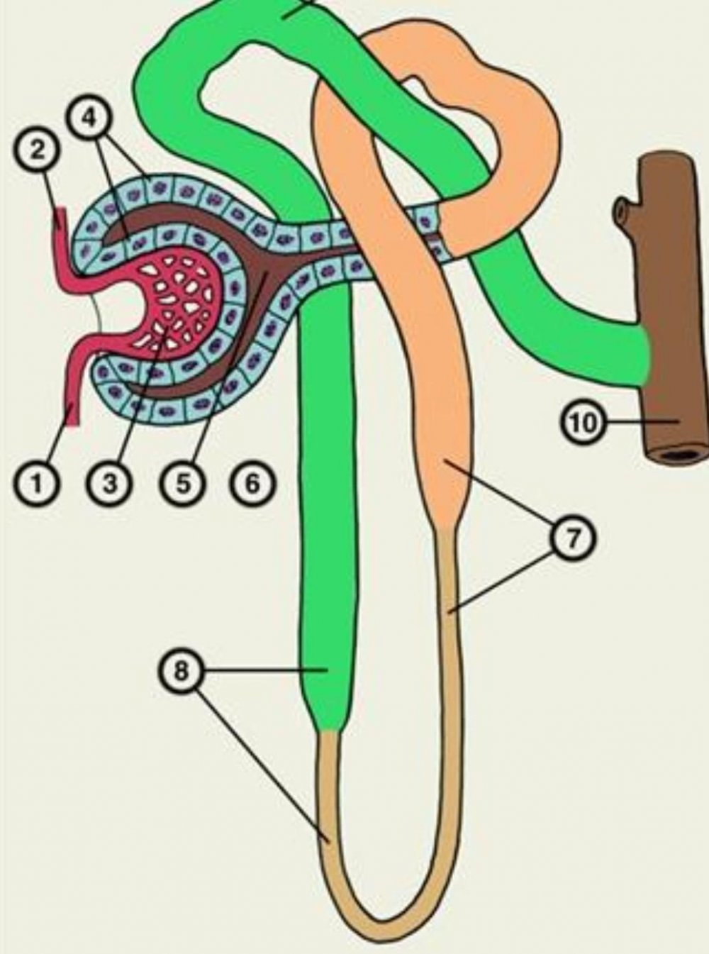 Строение нефрона рис 4