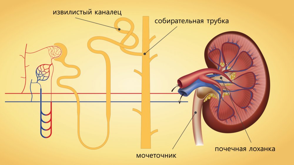 Нефрон почки сдавление кистой