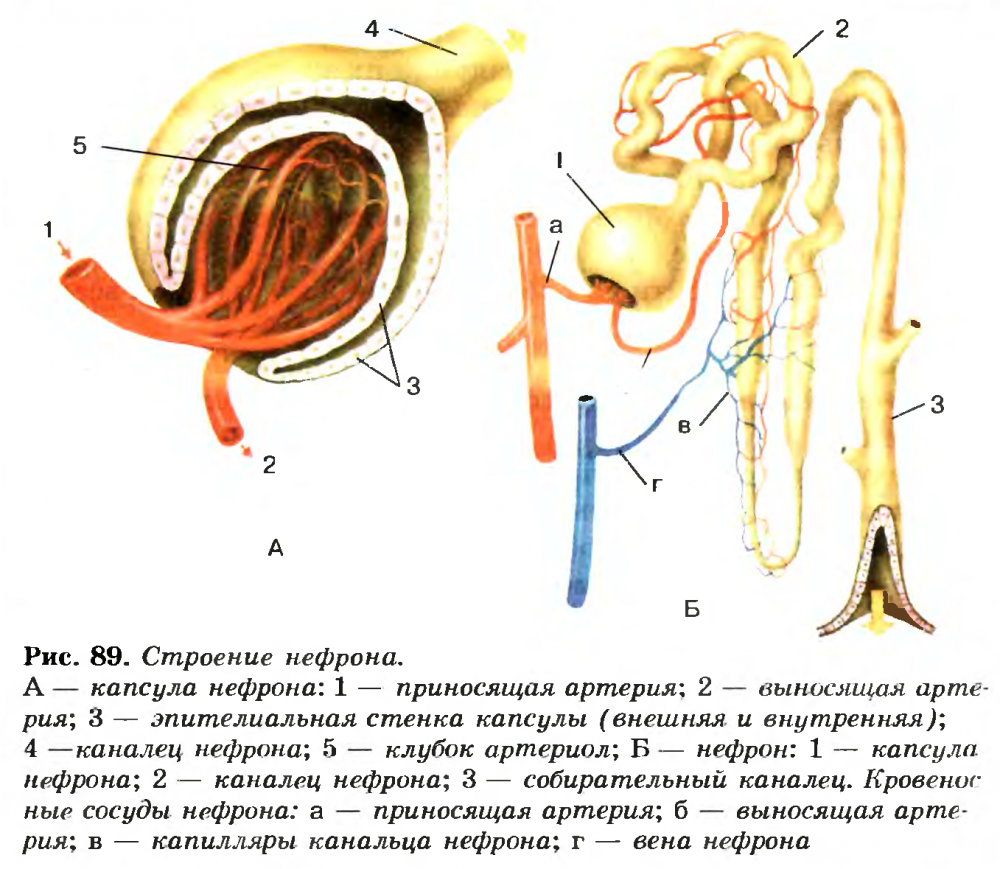 Рис 118 строение нефрона