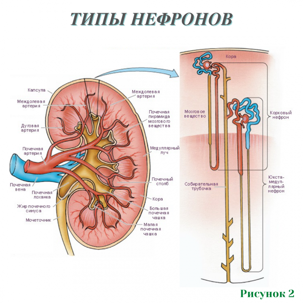 Строение нефрона почечная лоханка