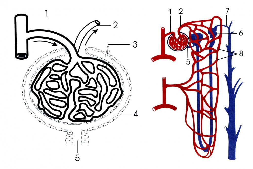 Схема строения нефрона почки