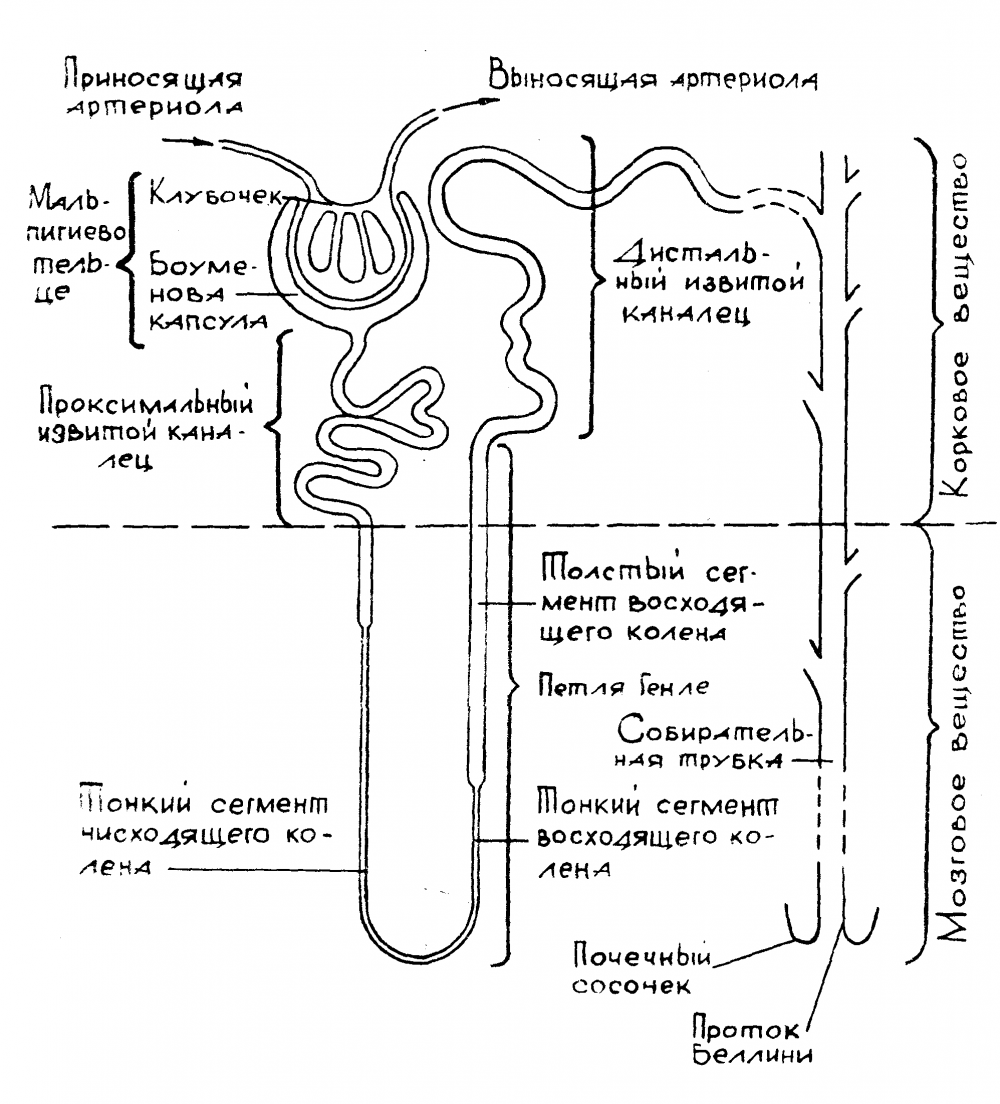 Строение нефрона почки человека