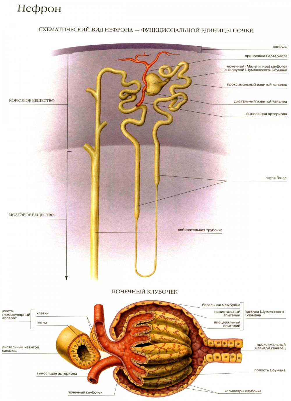Строение нефрона почки человека анатомия