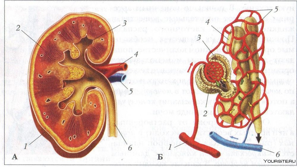 Kidney structure