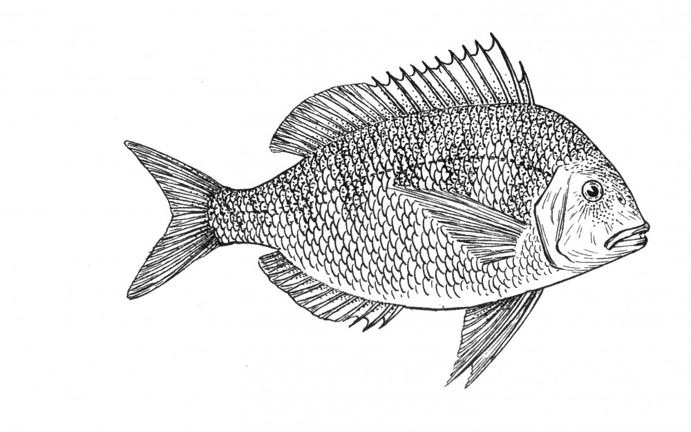 Сушеная рыба вектор