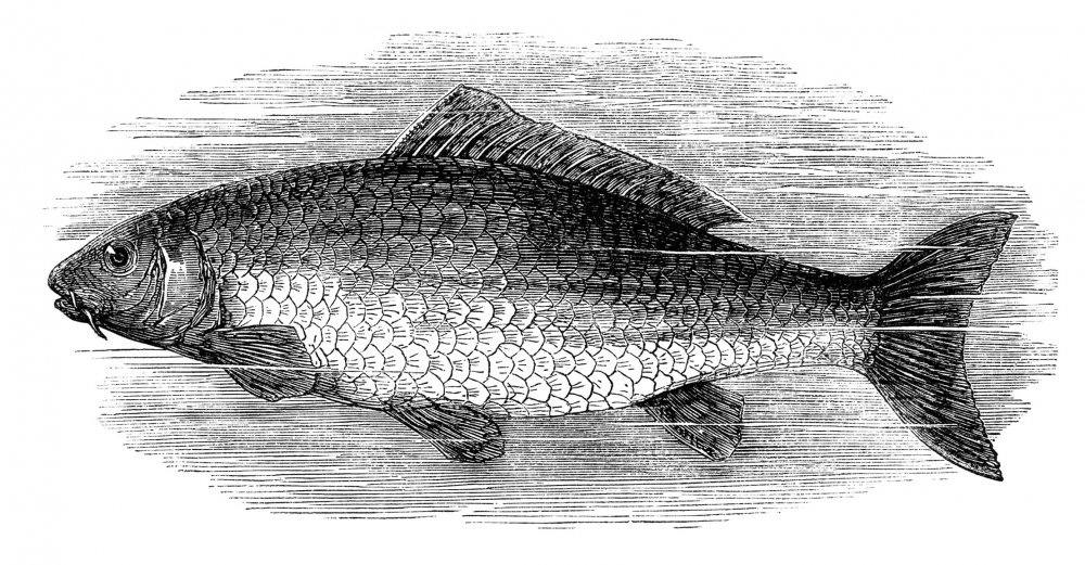 Рыба рисунок черно белый