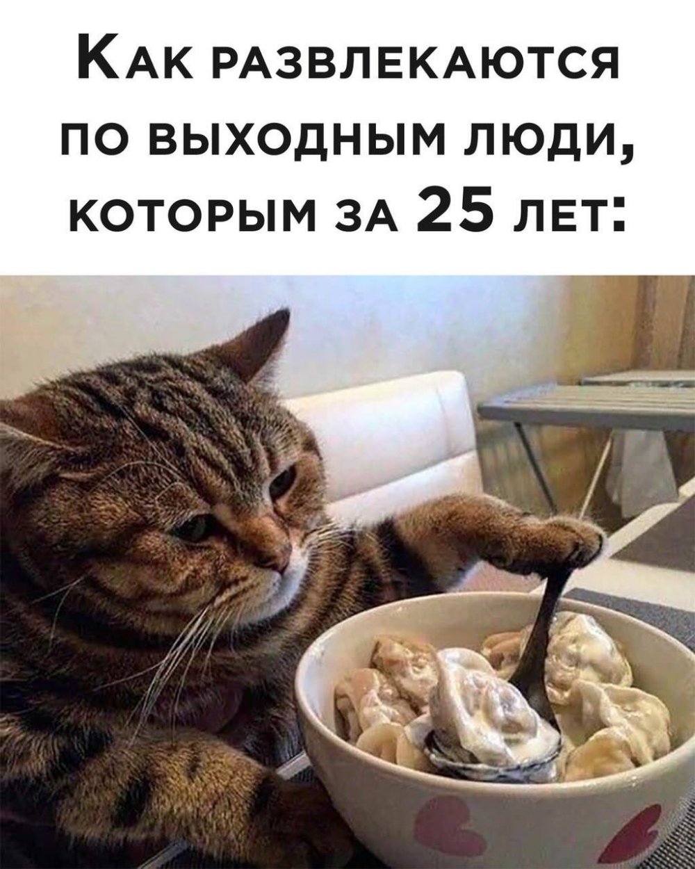 Котик с пельменями