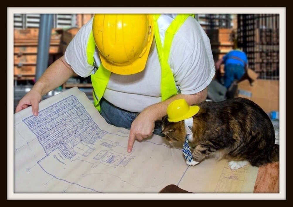 Кот в строительной каске