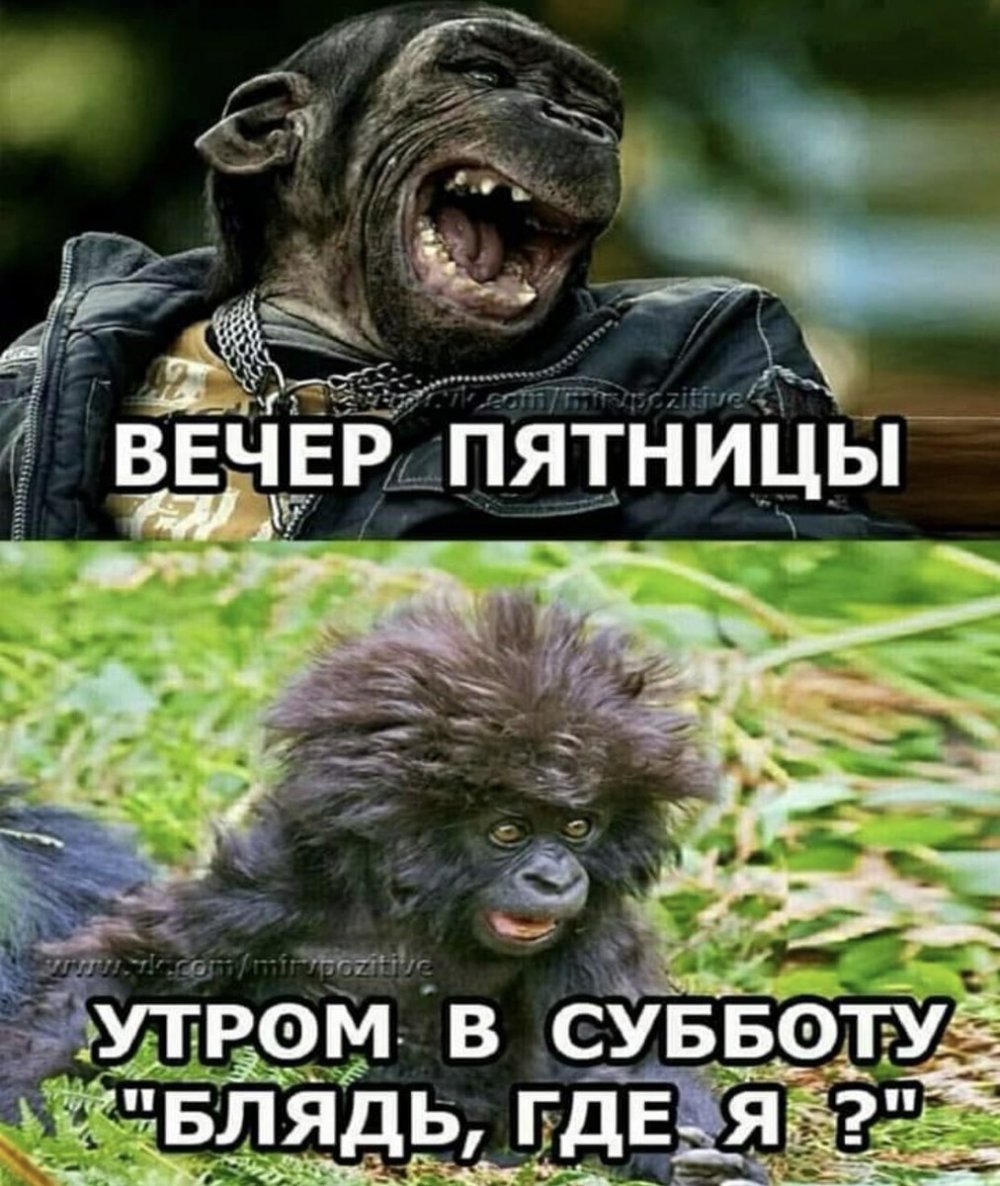 Доброе утро обезьяна