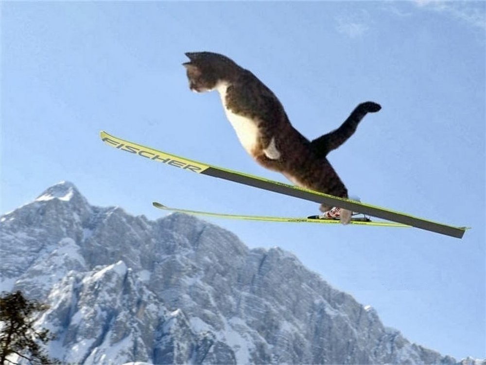 Кот на горных лыжах