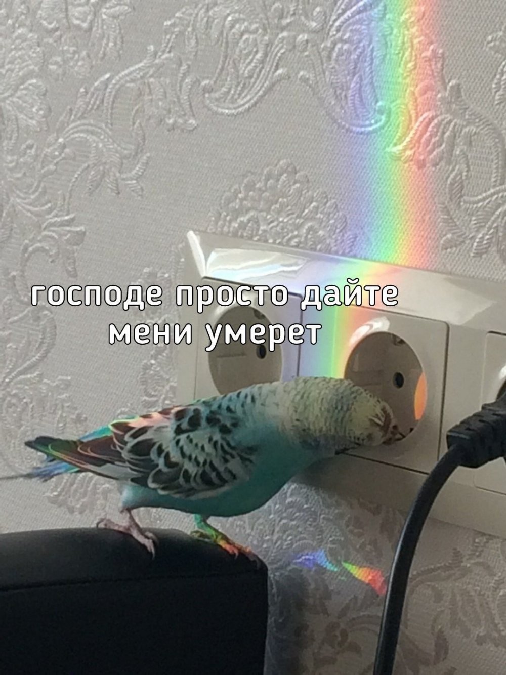 Мем с птицей и печеньем