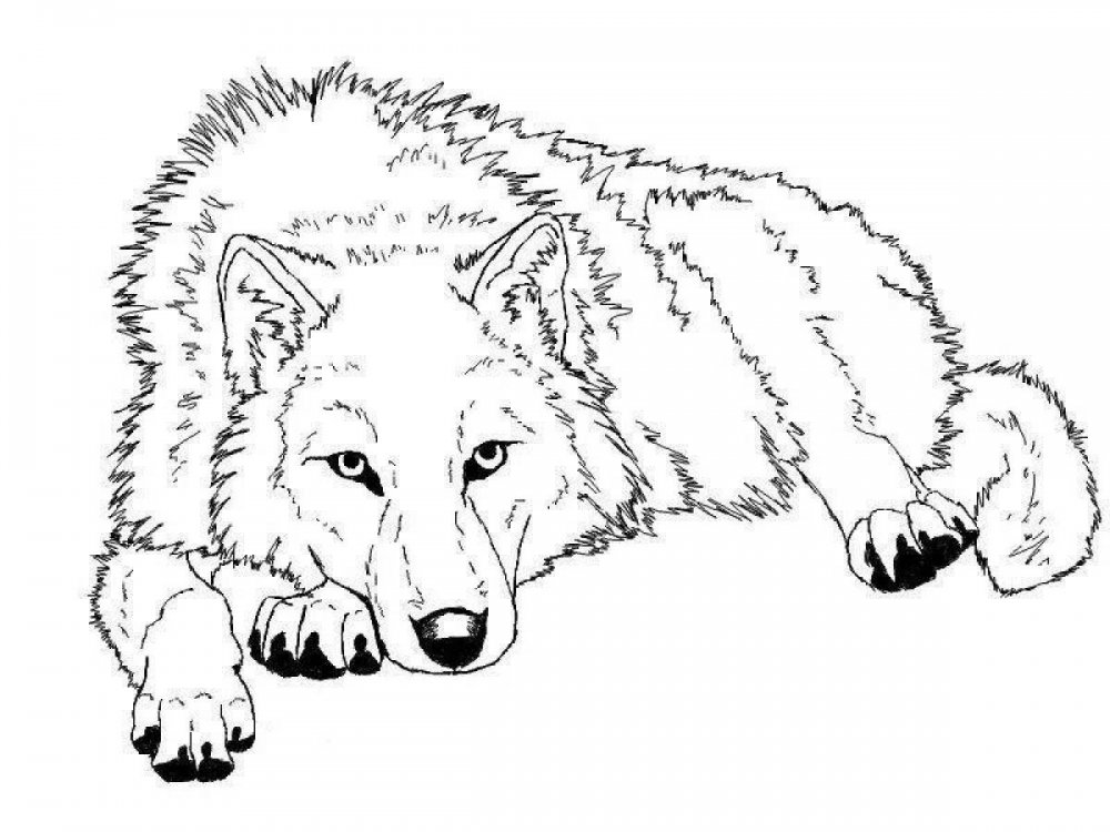 Раскраска волк Балто