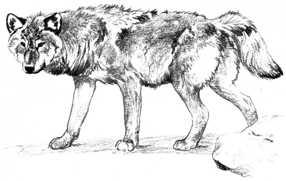 Разукрашки волка для детей