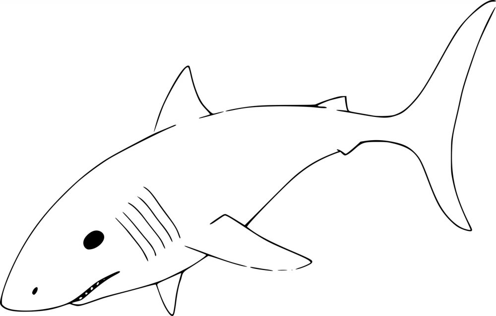 Раскраска киты и акулы