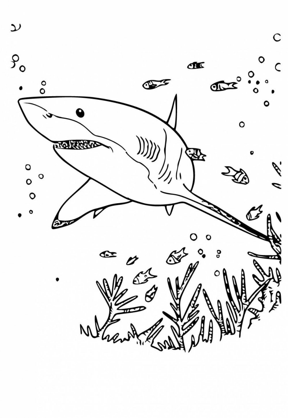 Раскраска для мальчиков акула