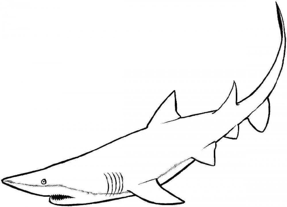 Лимонная акула раскраска