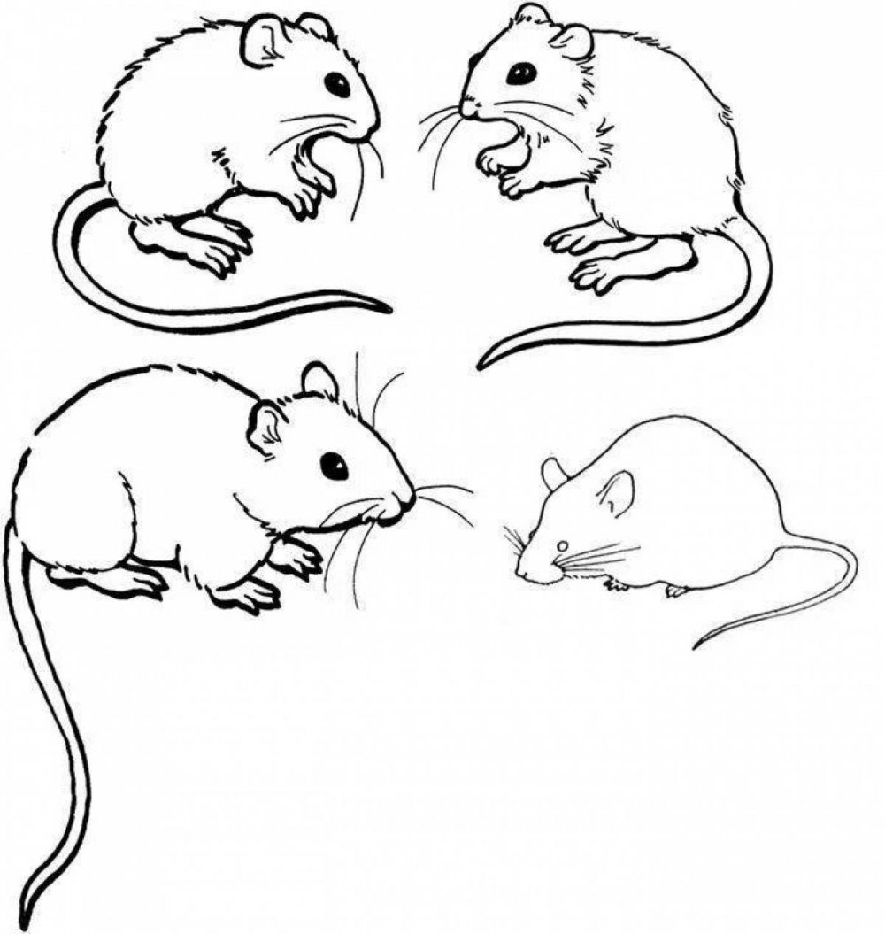 Мышка раскраска для детей