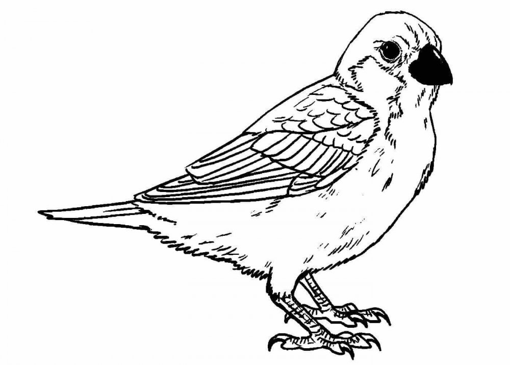 Птица Воробей раскраска для детей