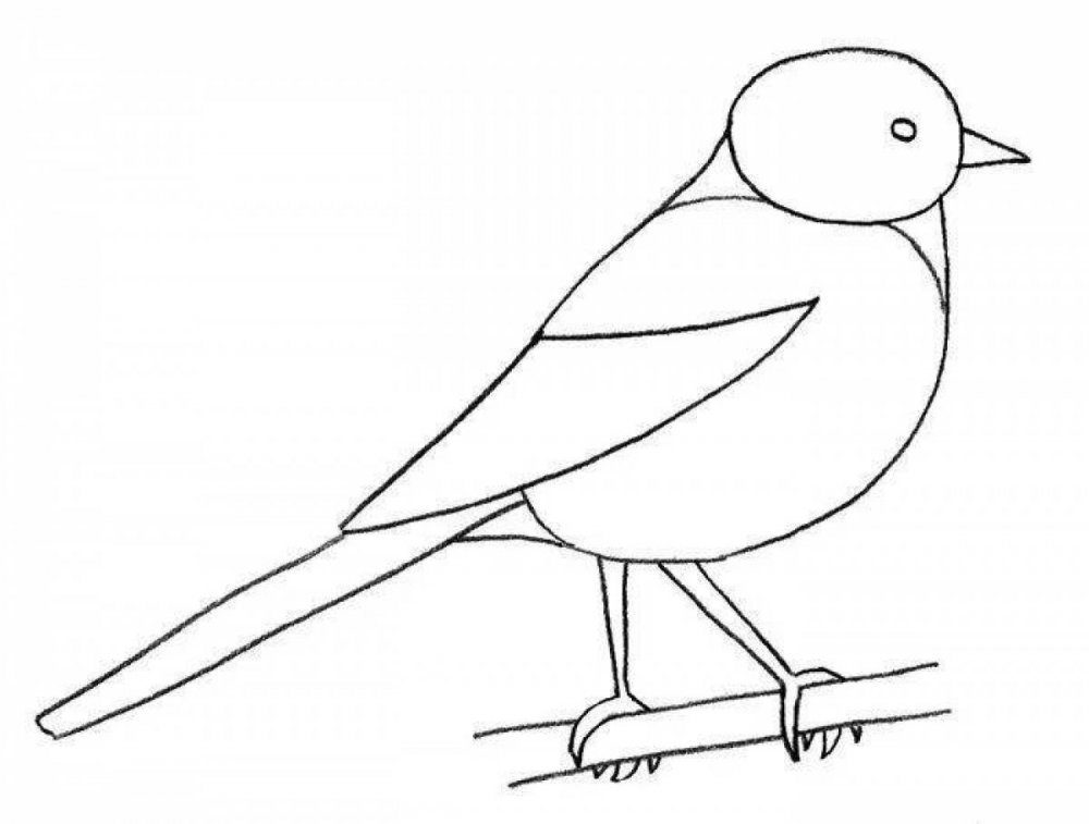 Птица рисунок карандашом для детей