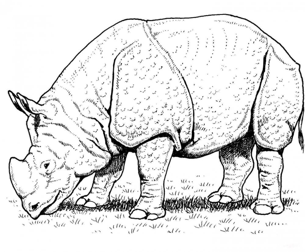 Носорог раскраска