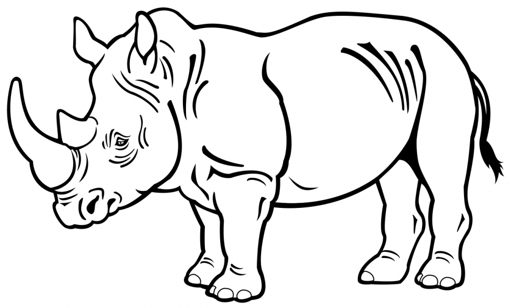 Носорог раскраска цветная