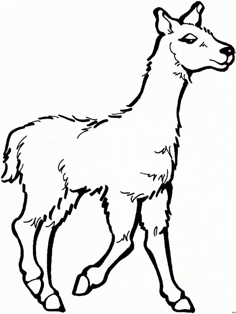 Раскраска лама