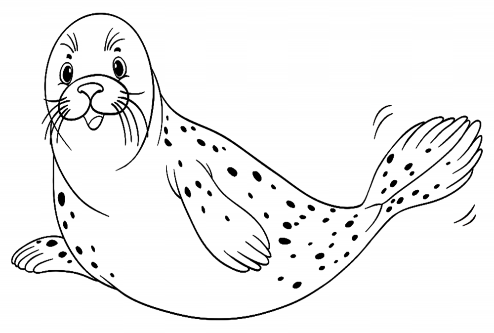 Обыкновенный тюлень рисунок