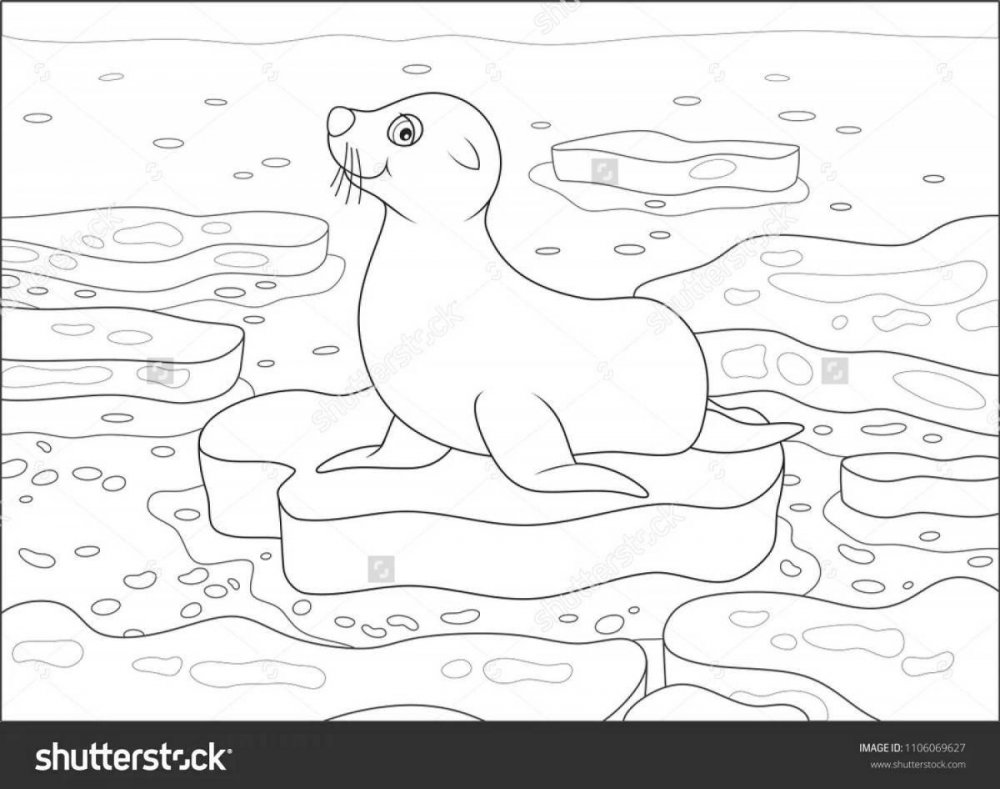 Рисунки тюленя для срисовки