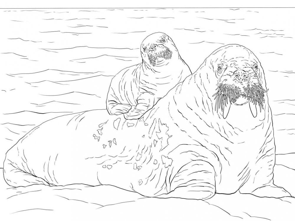 Атлантический морж раскраска