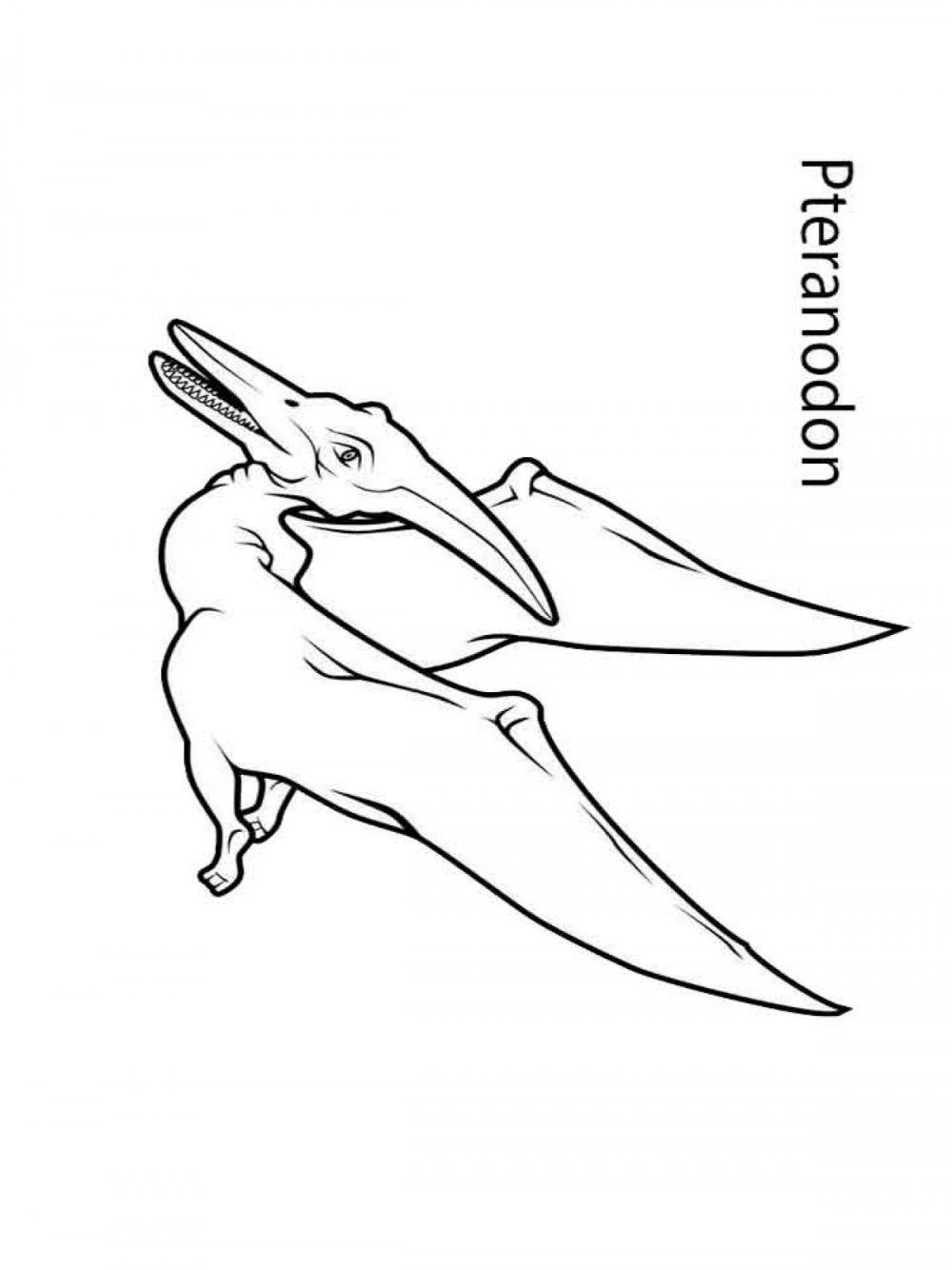 Птеранодон динозавр раскраска
