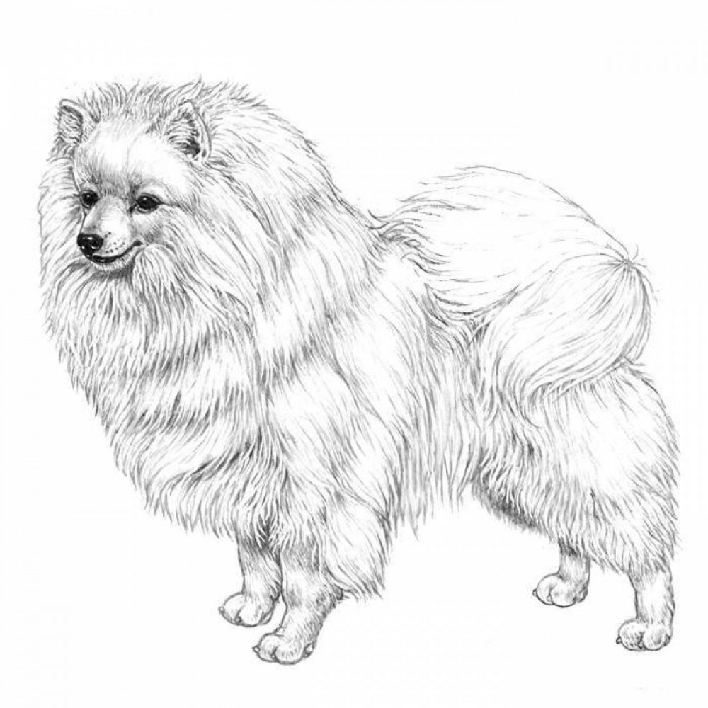 Раскраска Папильон собака